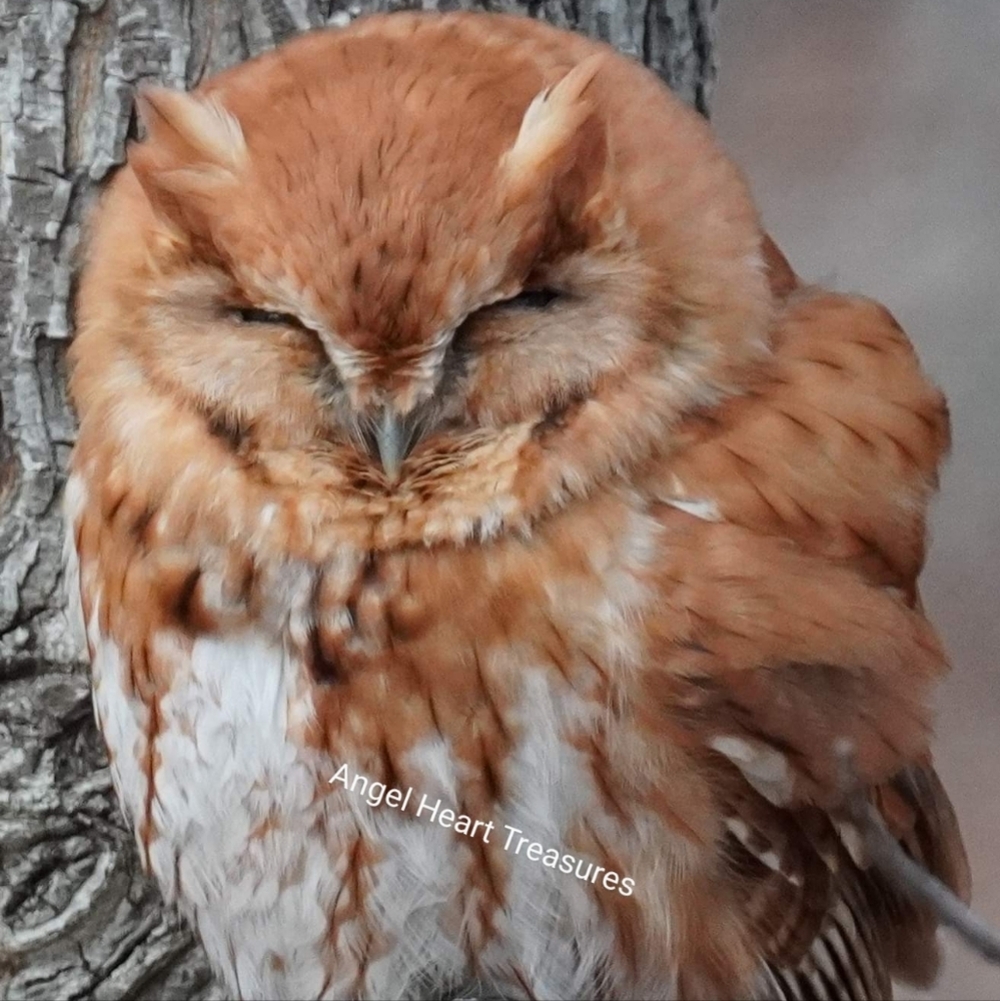 11x14 Satin Finish Original Photography Sleeping Eastern Red Screech Owl Print